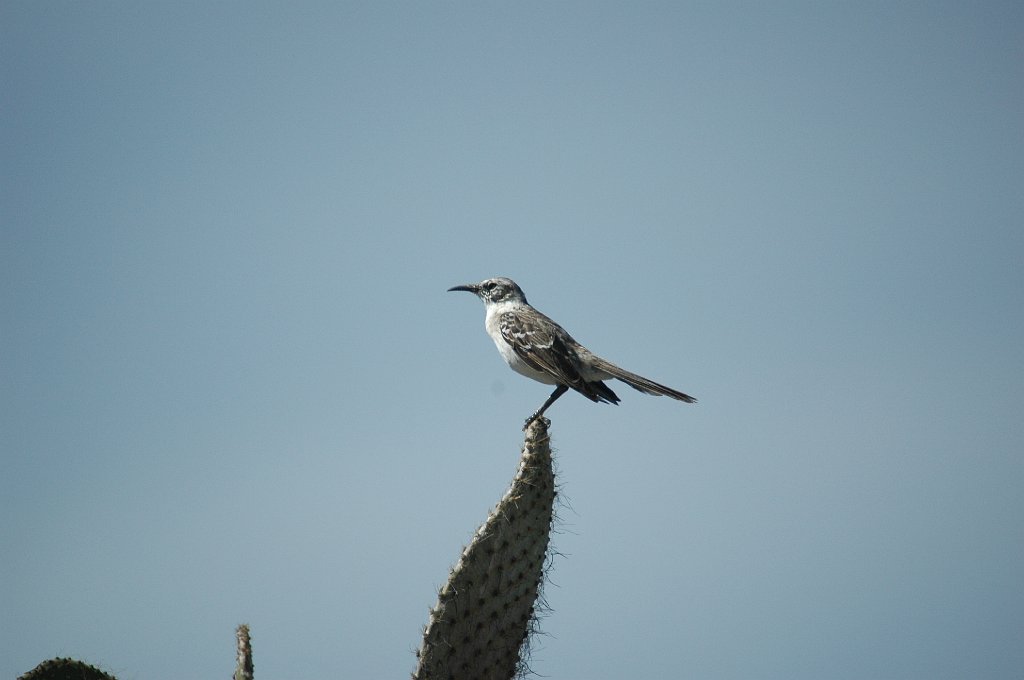 Mockingbird, Galapagos, 2004-11045660.JPG - Galapagos Mockingbird, Galapagos, 2004